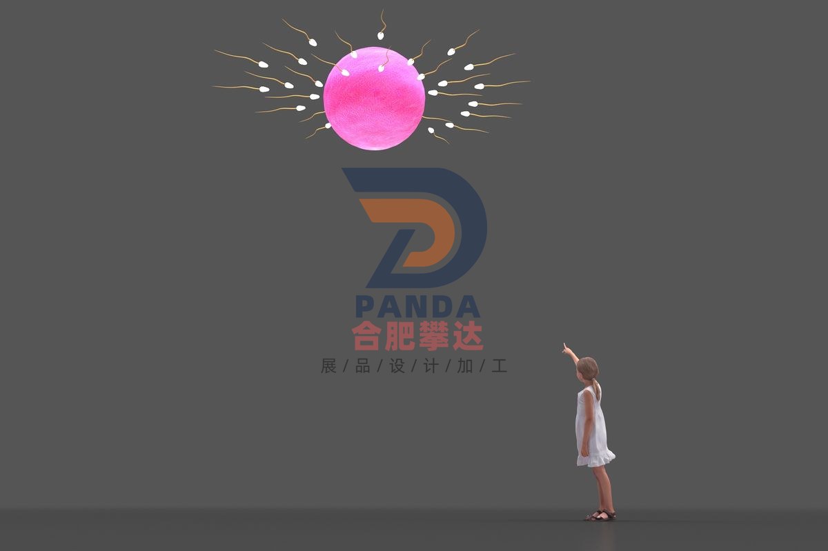 卵子与精子科普展品